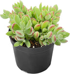 Sprout N Green Cotyledon Pendens, Live Succulent Fully Rooted in 4" Pot with Soil, Trailing Plant for Home Office Wedding Indoor Outdoor Hanging Decor DIY Project Party Favor, Keep Away from Pets