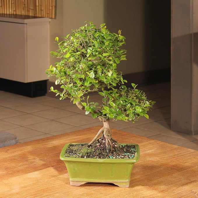 Chinese Sweet Plum