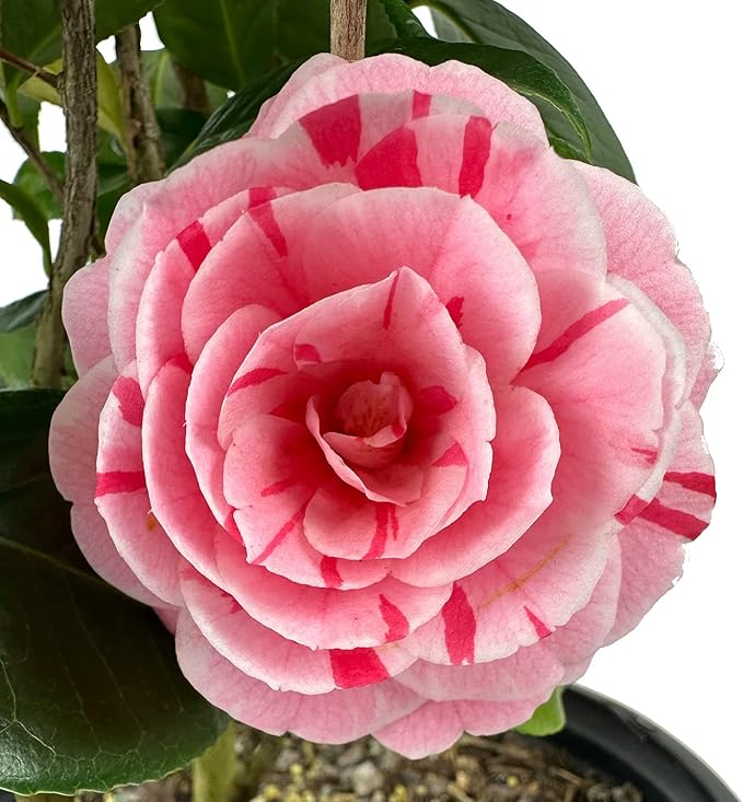 Blooming & Beautiful - La Peppermint Camellia - 3 Gal - Evergreen Shrub - White Blooms with Pink-Red Stripes - Zones 7-9 - Camellia Japonica ‘La Peppermint’ - 3 Gallon Pot