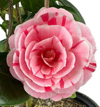 Blooming & Beautiful - La Peppermint Camellia - 3 Gal - Evergreen Shrub - White Blooms with Pink-Red Stripes - Zones 7-9 - Camellia Japonica ‘La Peppermint’ - 3 Gallon Pot