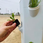 Spinach Seedlings: Ready-to-Plant, Starts, Starters, Plugs, Garden Ready, Live Plants, Transplants, Pre-Sprouted, Soil & Hydroponic Gardens (6 seedlings)