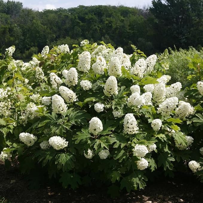 Hydrangea Live Plant, 6-12 Inch Tall, Hardy Flowering Shrub in 2.5" Pot, Outdoor Garden Hydrangea Bush (Oakleaf Hydrangea)