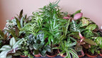 RedCrocus Assorted Terrarium Foliage Plants- Indoor Friendly, Pet Safe, Decorative Small Leaf Varieties for Indoor Gardens & Containers 2.5" Pot (Pack of 20)