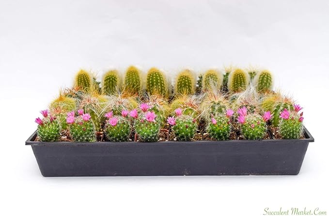 Cactus Plants Live – Small Assorted 2-Inch Cactus Plants – Fully Rooted Potted Cactus Plants – Live Cactus Plant Set (40)