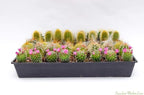 Cactus Plants Live – Small Assorted 2-Inch Cactus Plants – Fully Rooted Potted Cactus Plants – Live Cactus Plant Set (40)