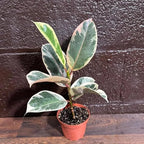 PLANTVERS Variegated Ficus Elastica ‘Tineke’ in a 4" Grow Pot - Easy-Care Indoor Houseplant - Ficus Elastica Live Houseplant - Low-Maintenance Tropical Indoor Plant