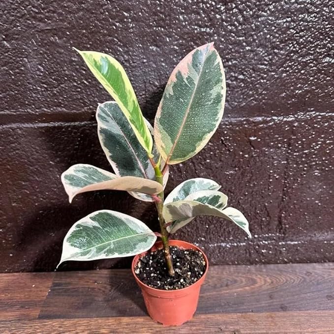 PLANTVERS Variegated Ficus Elastica ‘Tineke’ in a 4" Grow Pot - Easy-Care Indoor Houseplant - Ficus Elastica Live Houseplant - Low-Maintenance Tropical Indoor Plant