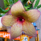 Sets 2 Rare Starfish Cactus Plant Live in 2" Pot, Small Cactus Succulent Well Rooted 4-8 Inch Tall, Ornamental Houseplant for Hanging Basket Trailing