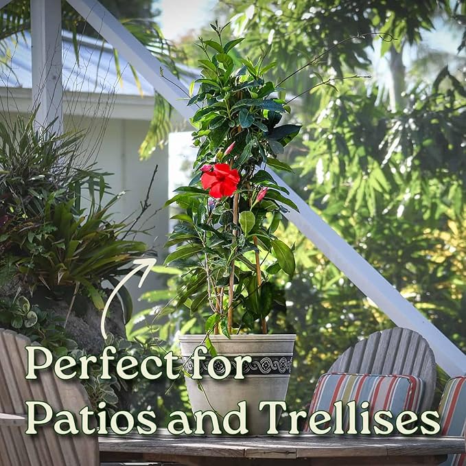 Mandevilla Live Plant - Trellis - Red Giant Flowering Mandevilla - Tropical Plants of Florida - Overall Height 36" (Plant Only)