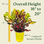 Croton Mammy - 16" to 20" Overall Height - Live Variegated Plant - Tropical Plants of Florida (Plant in Growers Pot)