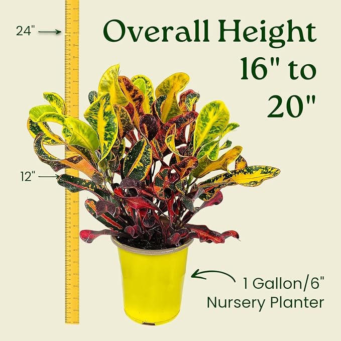 Croton Mammy - 16" to 20" Overall Height - Live Variegated Plant - Tropical Plants of Florida (Plant in Growers Pot)