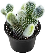 Live Succulent Bunny Ear Cactus, 2 Inch Fully Rooted Potted Plant, Easy Care & Drought Tolerant, Indoor Houseplant for Home Decor