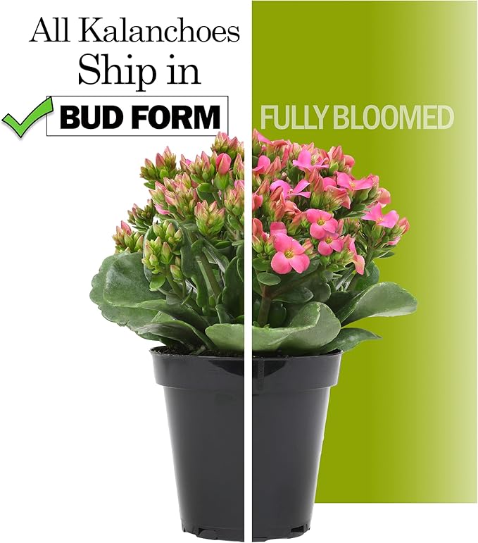 Florist Kalanchoe Live Succulent Plants (3 Pack), Flowering Flaming Katy Succulents, Easy Plant Care, Approx. 7 in. Tall, Drought-Tolerant Indoor Houseplants in 3.5 in Pots