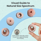 Nautical Crush Trading Sea Urchins Shells for Air Plants - 5 Pink (1-2") Sea Urchin Shells - Hanging Air Plant Holder - Air Plants Live Holders - No Plants Included