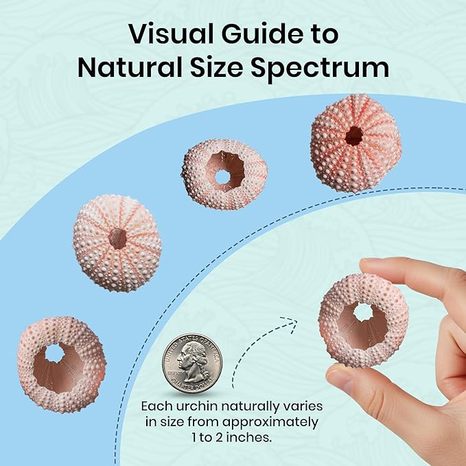Nautical Crush Trading Sea Urchins Shells for Air Plants - 5 Pink (1-2") Sea Urchin Shells - Hanging Air Plant Holder - Air Plants Live Holders - No Plants Included