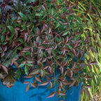 Flirt Nandina (1.5 Gallon) Low-Growing Multicolor Evergreen Shrub with Red New Growth - Part Shade Live Outdoor Plant - Southern Living Plants