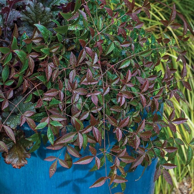 Flirt Nandina (1.5 Gallon) Low-Growing Multicolor Evergreen Shrub with Red New Growth - Part Shade Live Outdoor Plant - Southern Living Plants