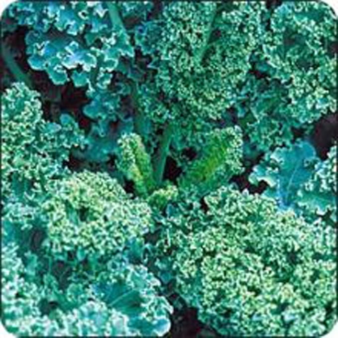 Kale, VATES Blue Curled Scotch Kale Seeds, 100 Seeds PER Package, Non GMO, Delicious in Salads