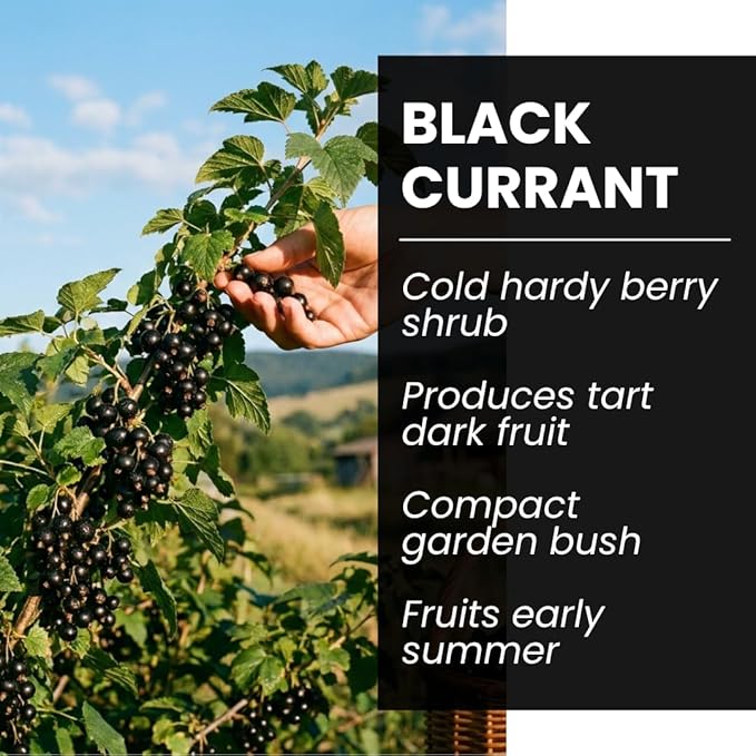 3 Black Currant Plants Live Seedlings | Edible Berry Bushes | Cold Hardy Fruit Shrubs | Outdoor Garden Planting | Backyard Landscaping (3 Seedlings)