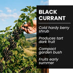 3 Black Currant Plants Live Seedlings | Edible Berry Bushes | Cold Hardy Fruit Shrubs | Outdoor Garden Planting | Backyard Landscaping (3 Seedlings)