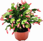 Thanksgiving Cactus, Red Seasonal Blooms, Live Indoor Plant, Flowering Houseplant, Christmas Cactus, 6-Inch Pot, Holiday Decor, Pet Safe, Free Heat Pack