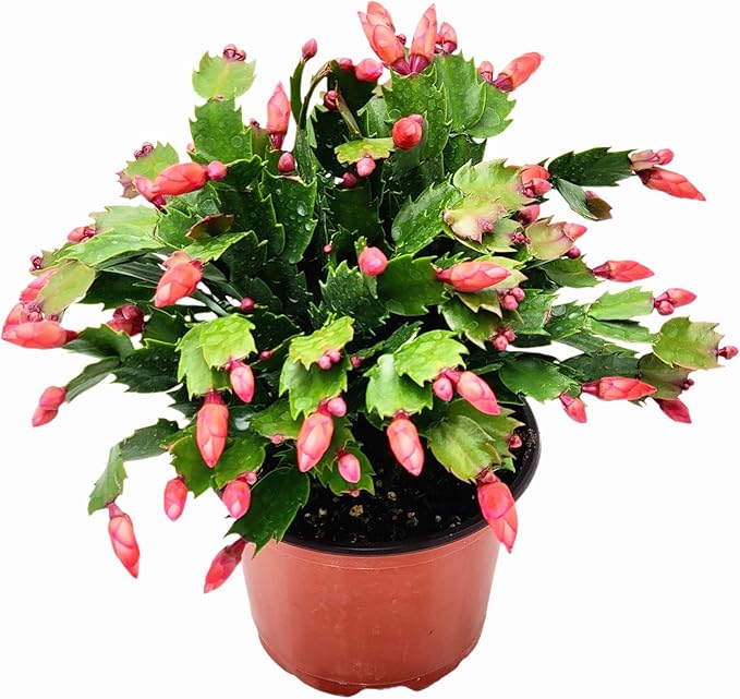 Thanksgiving Cactus, Red Seasonal Blooms, Live Indoor Plant, Flowering Houseplant, Christmas Cactus, 6-Inch Pot, Holiday Decor, Pet Safe, Free Heat Pack