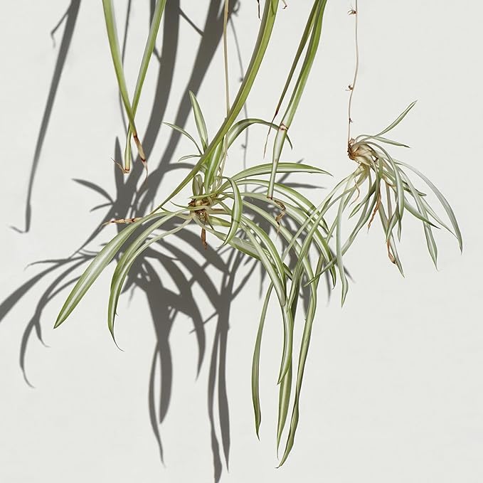 Easy to Grow Spider Plant Variegated - 2 Potted Houseplants in Grower Pots, Indoor Outdoor Low Maintenance