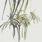 Easy to Grow Spider Plant Variegated - 2 Potted Houseplants in Grower Pots, Indoor Outdoor Low Maintenance