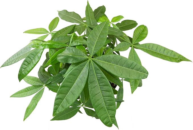 Altman Plants Money Tree Plant Decor (Approx. 1.5 Feet Tall) with 6 Inch White Plant Pot, Pet Friendly Plants, Easy Plant Gift, Easy to Grow House Plant & Desk Plant in Indoor Plant Potting Soil Mix