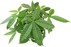Altman Plants Money Tree Plant Decor (Approx. 1.5 Feet Tall) with 6 Inch White Plant Pot, Pet Friendly Plants, Easy Plant Gift, Easy to Grow House Plant & Desk Plant in Indoor Plant Potting Soil Mix