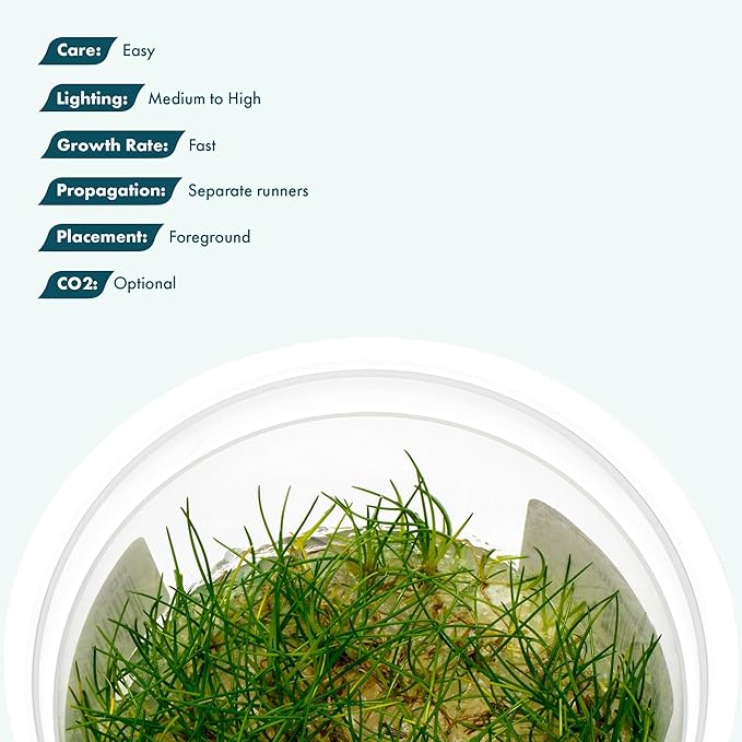SubstrateSource Live Aquarium Plant - Eleocharis parvula - Snail Free in-Vitro Easy Care Freshwater Aquatic Plants for Aquascaping, Med - High Light, Fast Growth - Tissue Culture