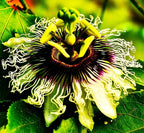 Rare Passiflora Passion Flower Mix (50 Seeds) - Stunning Colors, Home Gardens Outdoor Container, purple