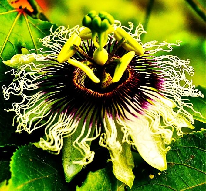 Rare Passiflora Passion Flower Mix (50 Seeds) - Stunning Colors, Home Gardens Outdoor Container, purple