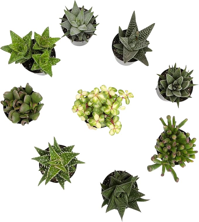 Altman Plants, Live Succulents Plants Live Window Plants (8PK), Live Indoor Plants Live Houseplants, Live Plants Indoor Cactus Plants Live, Succulent Plants House Plants Indoors Live in Succulent Soil