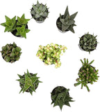Altman Plants, Live Succulents Plants Live Window Plants (8PK), Live Indoor Plants Live Houseplants, Live Plants Indoor Cactus Plants Live, Succulent Plants House Plants Indoors Live in Succulent Soil