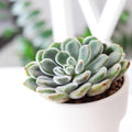 Echeveria Doris Taylor Succulent (Woolly Rose) - Fuzzy Mexican Firecracker Succulent in 2" or 4" Pot, Soft Velvet Foliage, Unique Pet-Safe Houseplant (4 inch + Clay Pot)