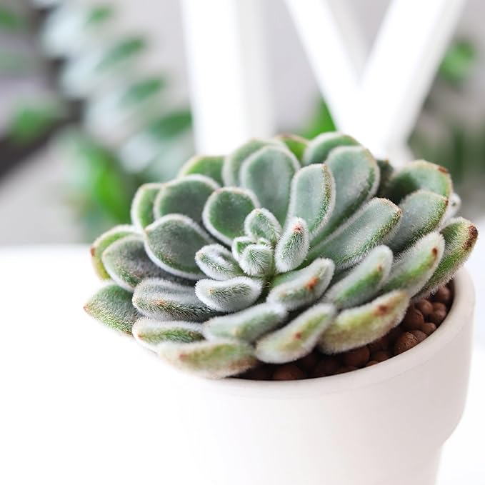 Echeveria Doris Taylor Succulent (Woolly Rose) - Fuzzy Mexican Firecracker Succulent in 2" or 4" Pot, Soft Velvet Foliage, Unique Pet-Safe Houseplant (4 inch + Plastic Pot)