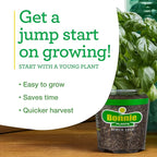 Bonnie Plants Pineapple Sage - 4 Pack Live Plants, Perennial In Zones 8 - 10, 3 - 4 Ft Tall Plants, Garnish, Teas & Flower Arrangements