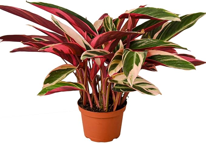 Stromanthe 'Triostar' Live Plant for Indoor | Different Houseplants in 4'' & 6'' Pot | Real House Plant for Living Room, Office, Desk & Bathroom | Triostar | Magenta Triostar