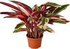 Stromanthe 'Triostar' Live Plant for Indoor | Different Houseplants in 4'' & 6'' Pot | Real House Plant for Living Room, Office, Desk & Bathroom | Triostar | Magenta Triostar