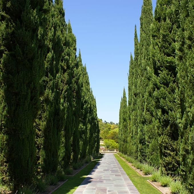 Brighter Blooms - Italian Cypress Tree, 1-2 ft. - No Shipping to AK, AZ, HI