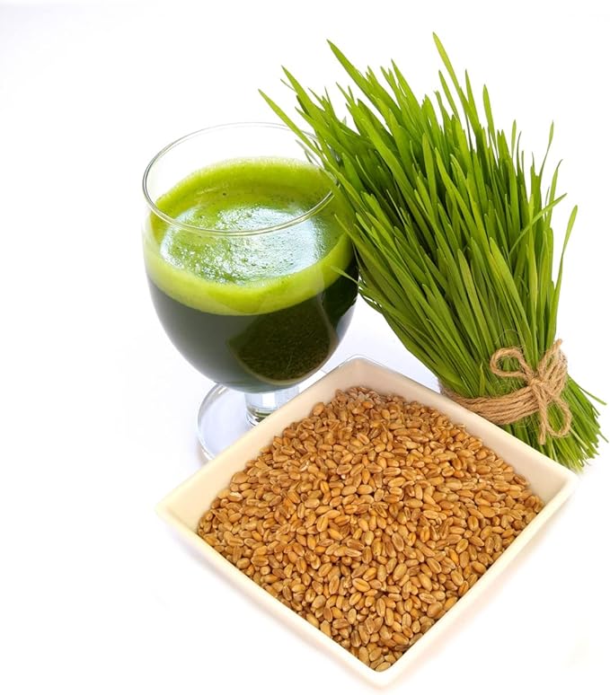 Todd's Seeds Wheatgrass Seeds; Hard Red Winter Wheat, Non-GMO, Chemical Free, High Germination (5 Pounds)