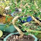 Brussel's Bonsai Live Fukien Tea Bonsai Tree - Small, 6 Year, 6 to 8 inches Tall - Indoor Bonsai Tree Live with Ceramic Bonsai Pot