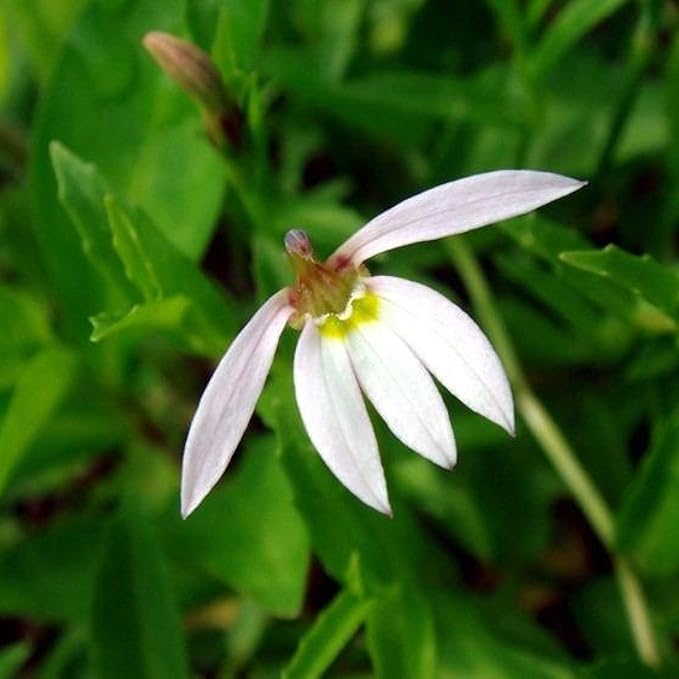 Chalily Creeping Chinese Lobelia, a Great Live Pond Plant for Your Water Garden. Filters koi and Goldfish Ponds. Good for Bogs, Plant Shelf or Shallow Water This marginal Aquatic is a Real Beauty