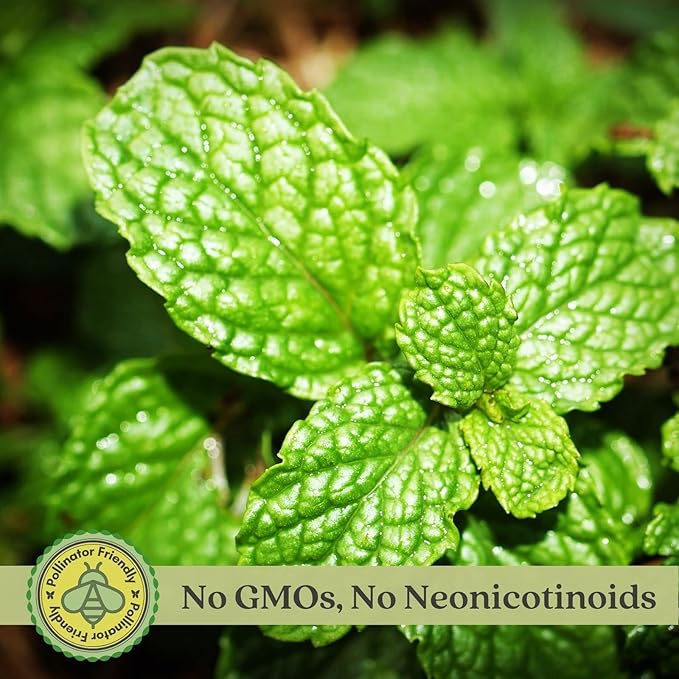 Clovers Garden Spearmint Mint Herb Plants - Two (2) Live Plants - Non-GMO - Not Seeds - Each 4" to 8" Tall – in 4" Inch Pots - Easy-Grower, Perennial in Most Zones
