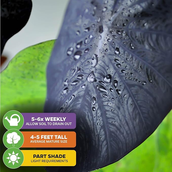 Black Coral Elephant Ear PPAF Live Plant - Colocasia esculenta by Wellspring Gardens - Elephant Ears Bulbs - Flowering Plant - Easy to Grow Starter Bulbs for Outdoor/Indoor Planting (1-Pack)