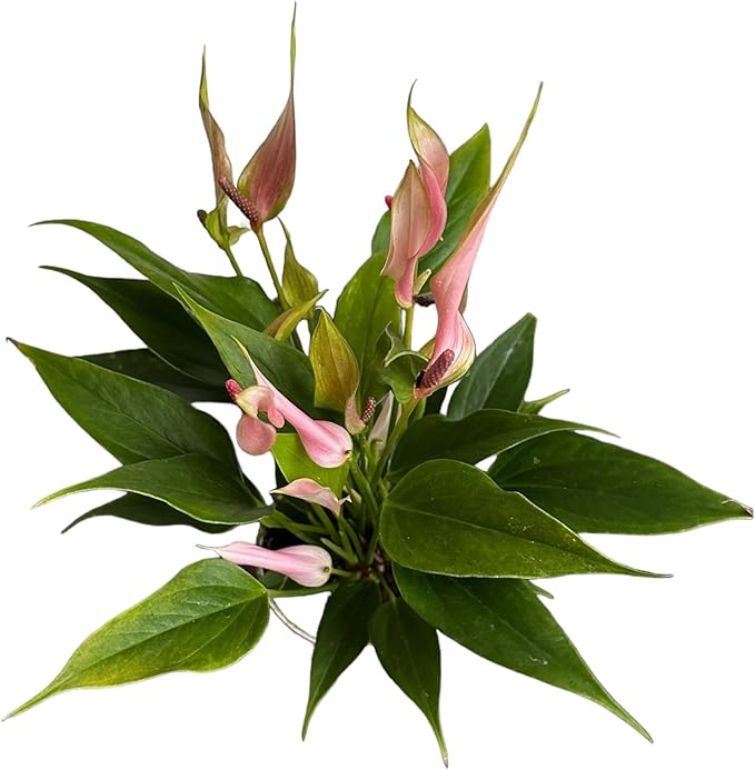 Anthurium (12"-14" Tall) Unique and Gorgeous Live Indoor Plant, Easy Care and Easy to Grow, Bloom Plant, 4 inch Pot (Lily Pink)