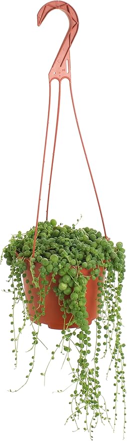 Shop Succulents 6" String of Pearls Hanging Succulent Live Plant, Versatile for Hanging Baskets, Vertical Gardens, Indoor & Outdoor Decor, Low-Maintenance Indoor Plant