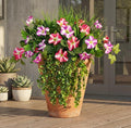 Waipfaru Artificial Plants & Flowers, UV Resistant Fake Plants Artificial Flowers Outdoors, Realistic Faux Petunias Fake Hanging Plants for Home Outside Garden Balcony (10 Bundle Fuchsia Lotus)