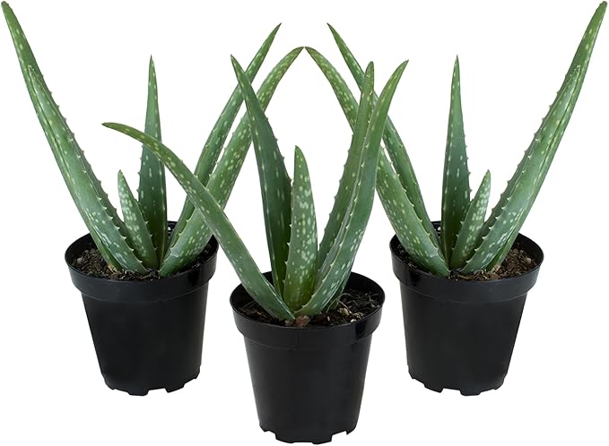 Aloe Vera Plant Live Succulent Plants (3 Pack), Live Aloe Vera Plant Succulents, Live Aloe Plant in Aloe Plant Pot, Aloe Plants Live Indoor Plants, Succulents Live House Plants by Plants for Pets